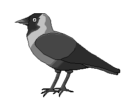 Jackdaw